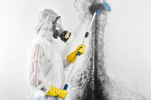 Best Airborne Mold Testing  in Runnemede, NJ