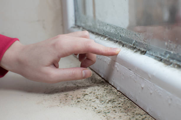Best Post-Construction Mold Inspection  in Runnemede, NJ